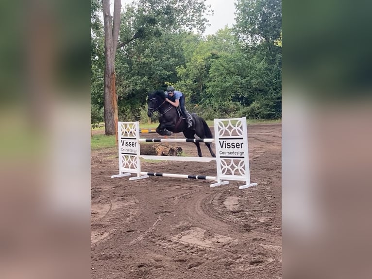 Oldenburger Springpferd Stute 10 Jahre 167 cm Rappe in Hannover