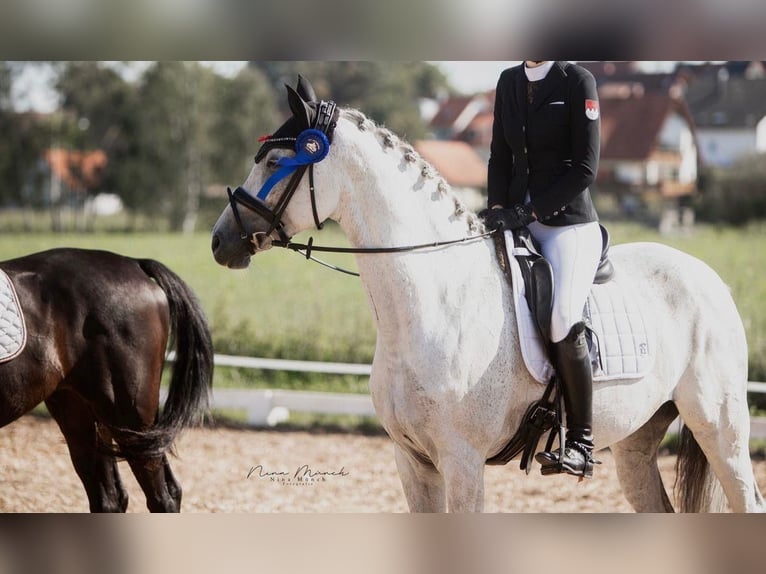 Oldenburger Springpferd Stute 10 Jahre 168 cm Apfelschimmel in Coburg