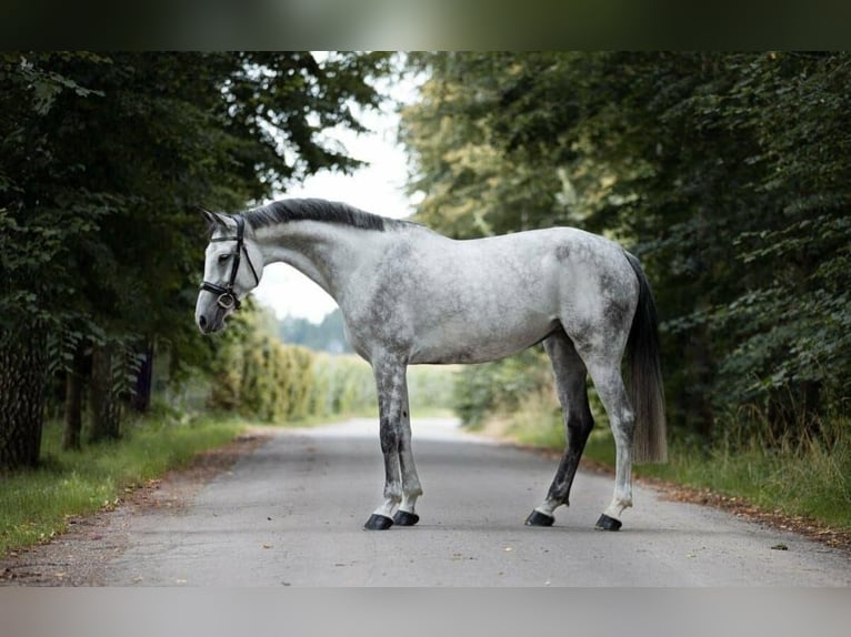 Oldenburger Springpferd Stute 10 Jahre 168 cm Apfelschimmel in Coburg