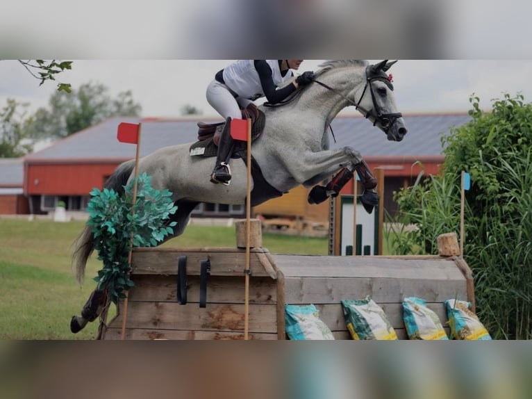 Oldenburger Springpferd Stute 10 Jahre 168 cm Apfelschimmel in Coburg