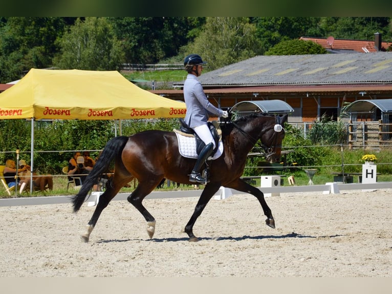 Oldenburger Springpferd Stute 10 Jahre 168 cm Dunkelbrauner in Großrinderfeld