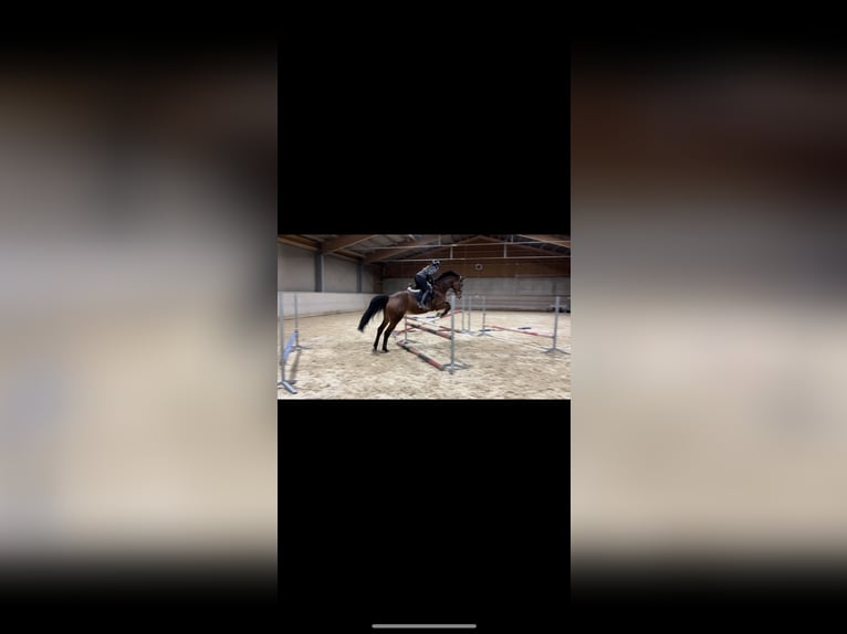 Oldenburger Springpferd Stute 10 Jahre 169 cm Brauner in Schlatt/Herrensch&#xFC;tzing