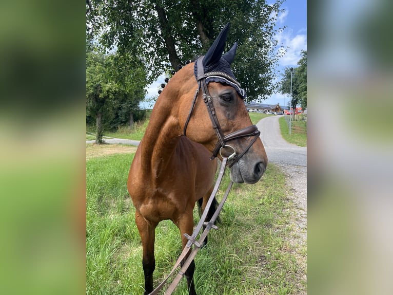 Oldenburger Springpferd Stute 10 Jahre 169 cm Brauner in Schlatt/Herrensch&#xFC;tzing