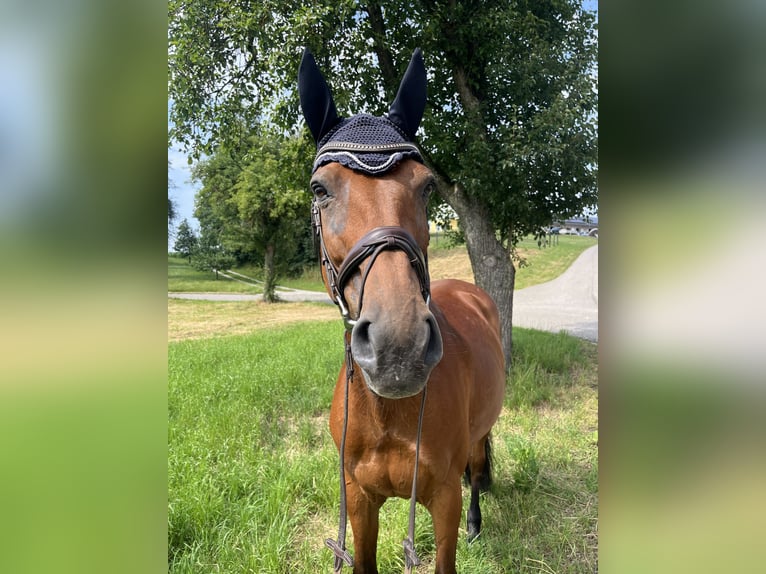 Oldenburger Springpferd Stute 10 Jahre 169 cm Brauner in Schlatt/Herrensch&#xFC;tzing