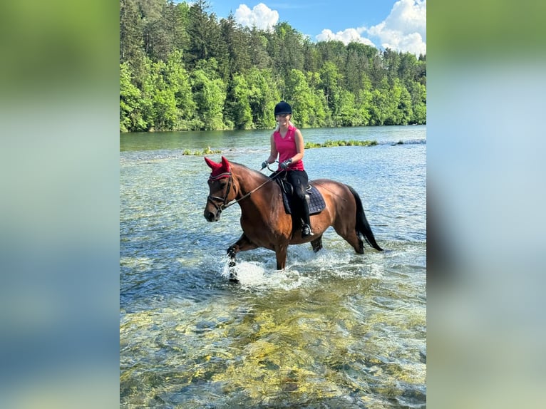 Oldenburger Springpferd Stute 10 Jahre 169 cm Brauner in Schlatt/Herrensch&#xFC;tzing