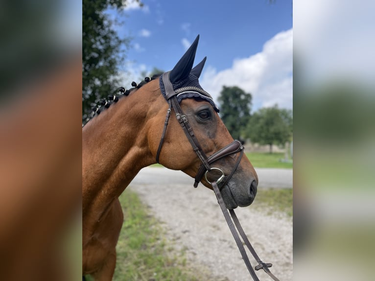 Oldenburger Springpferd Stute 10 Jahre 169 cm Brauner in Schlatt/Herrensch&#xFC;tzing