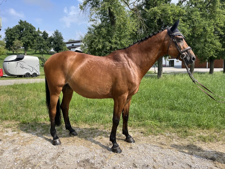 Oldenburger Springpferd Stute 10 Jahre 169 cm Brauner in Schlatt/Herrensch&#xFC;tzing