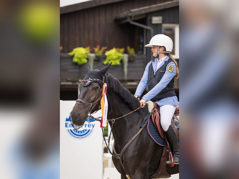 Oldenburger Springpferd Stute 10 Jahre 169 cm Dunkelbrauner in Schutterwald