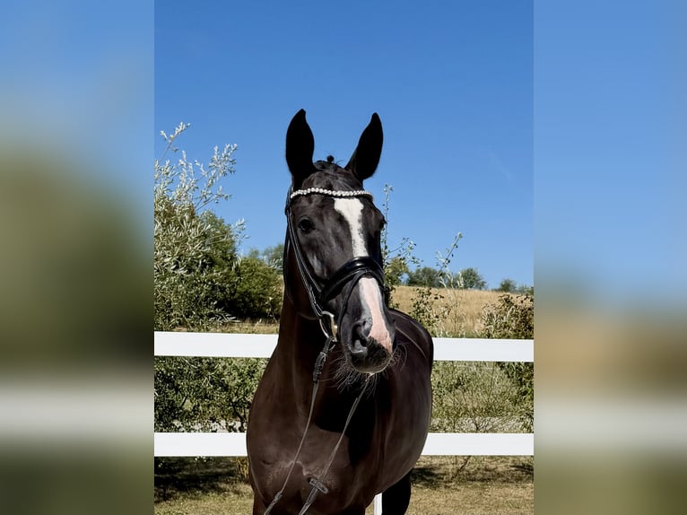Oldenburger Springpferd Stute 10 Jahre 169 cm Rappe in Weilheim an der Teck