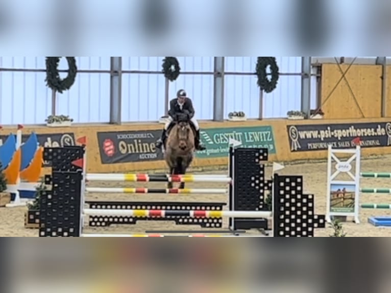 Oldenburger Springpferd Stute 10 Jahre 170 cm Brauner in Bremen