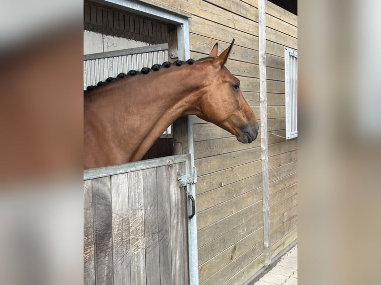 Oldenburger Springpferd Stute 10 Jahre 170 cm Brauner in Bremen