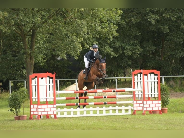 Oldenburger Springpferd Stute 10 Jahre 170 cm Brauner in Bremen