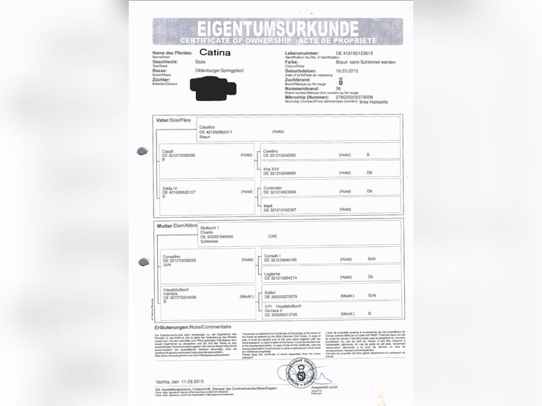 Oldenburger Springpferd Stute 10 Jahre 170 cm Brauner in Neupotz