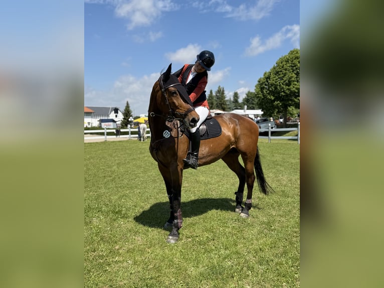 Oldenburger Springpferd Stute 10 Jahre 170 cm  in Uhlstädt-Kirchhasel