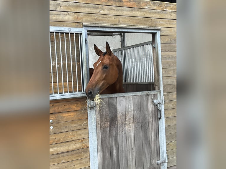 Oldenburger Springpferd Stute 10 Jahre 171 cm Brauner in Bremen