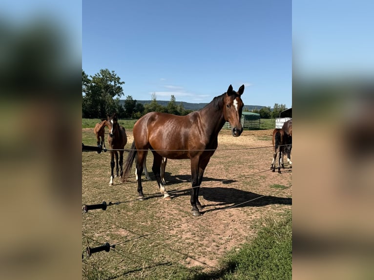 Oldenburger Springpferd Stute 10 Jahre 171 cm Brauner in Bleicherode