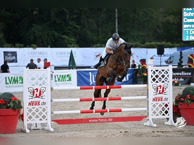 Oldenburger Springpferd Stute 10 Jahre 172 cm Brauner in Marienhausen