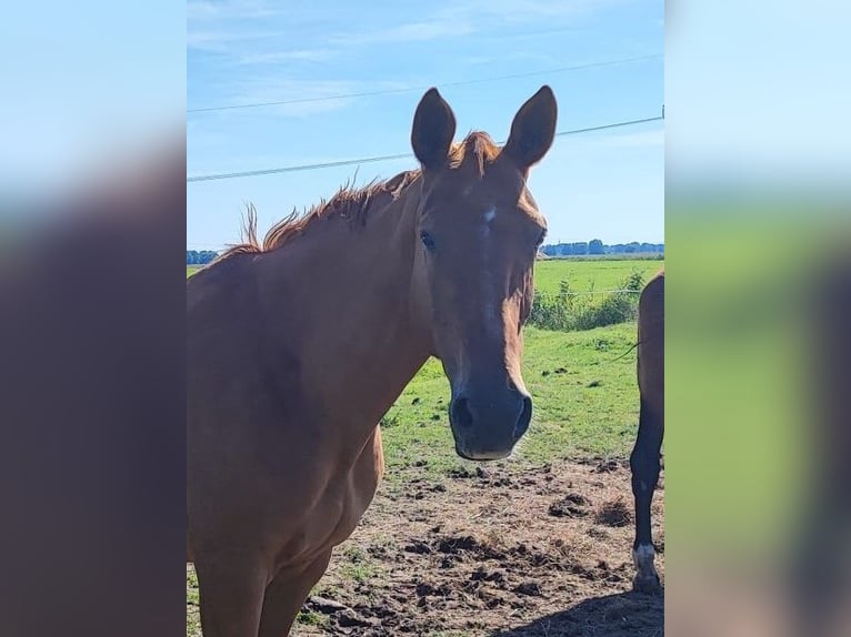 Oldenburger Springpferd Stute 10 Jahre 172 cm Fuchs in Haren