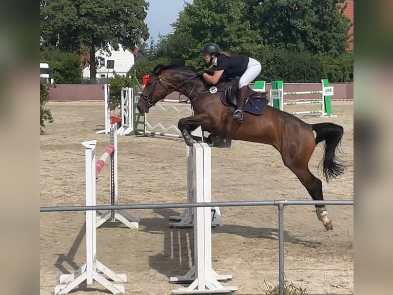 Oldenburger Springpferd Stute 10 Jahre 174 cm Brauner in Uetze