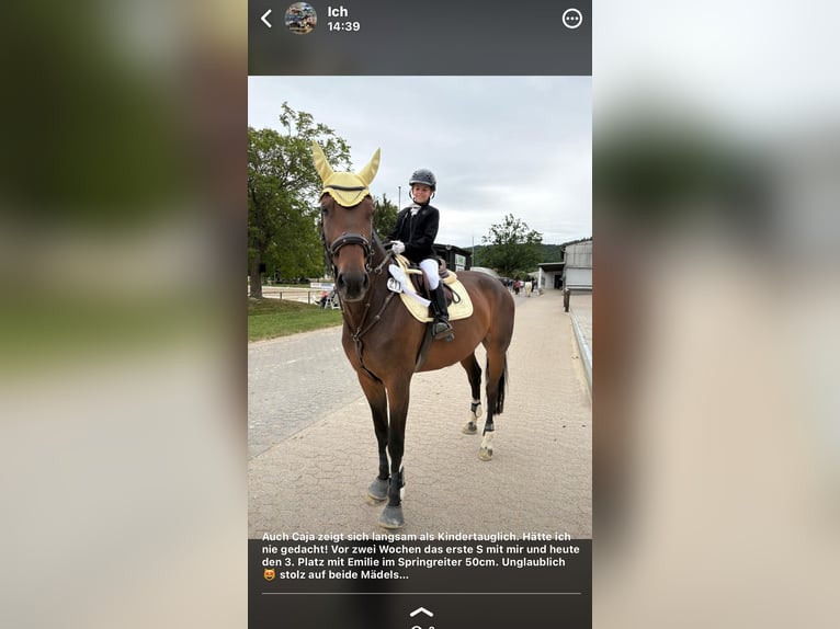 Oldenburger Springpferd Stute 10 Jahre 174 cm Brauner in Uetze