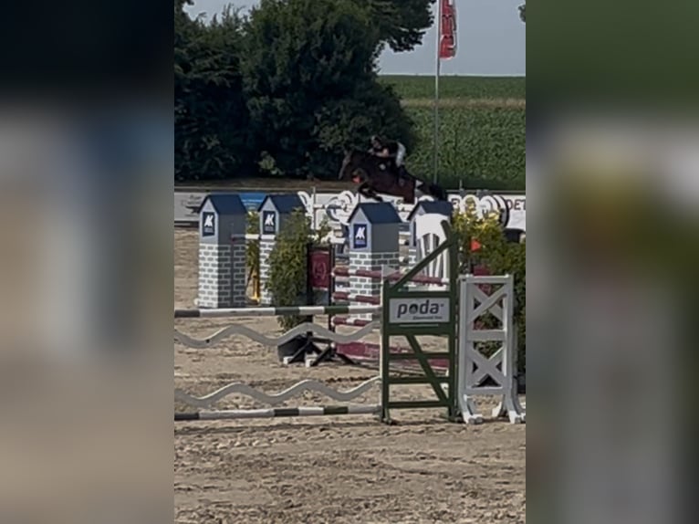 Oldenburger Springpferd Stute 10 Jahre 174 cm Brauner in Uetze