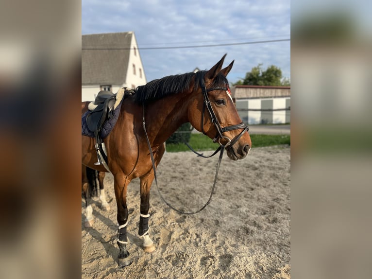 Oldenburger Springpferd Stute 10 Jahre Brauner in Heldrungen