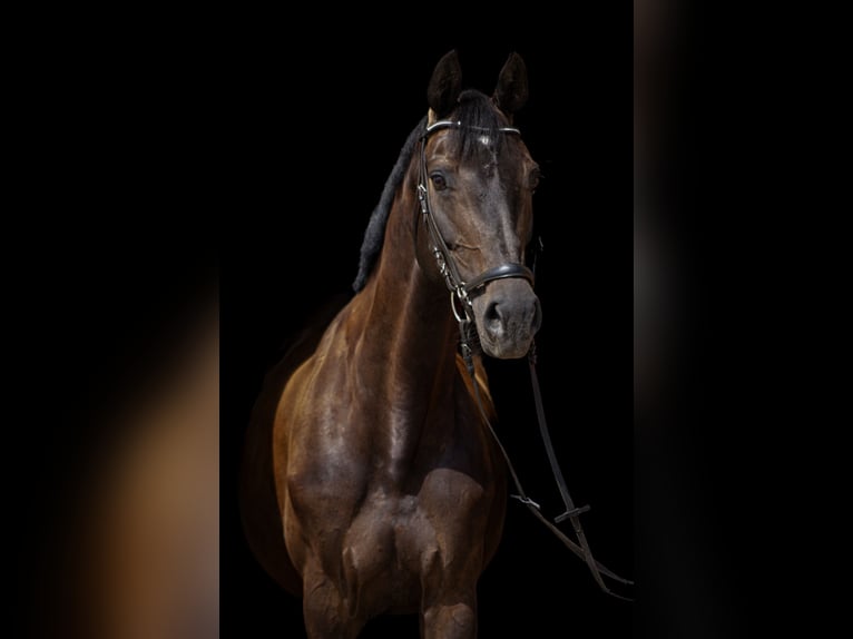 Oldenburger Springpferd Stute 10 Jahre Schwarzbrauner in Salbitz