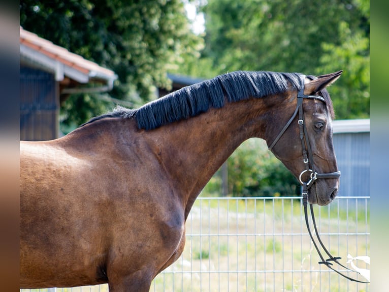 Oldenburger Springpferd Stute 10 Jahre Schwarzbrauner in Salbitz