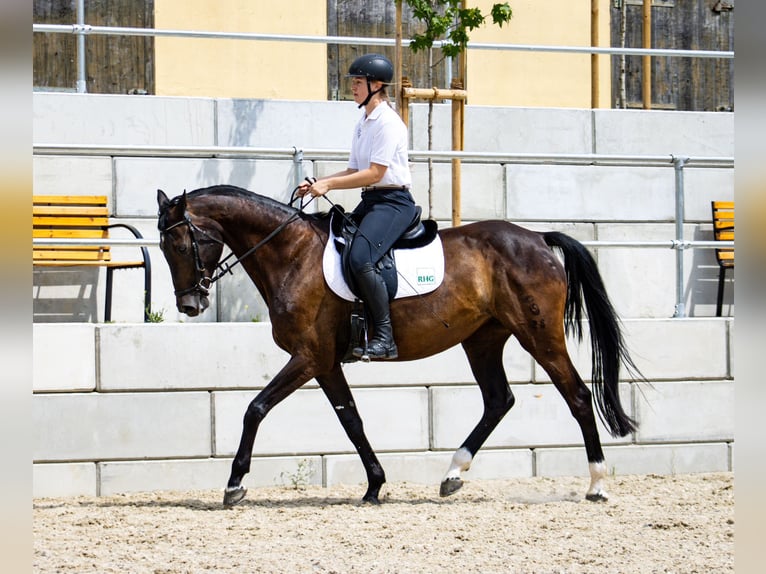 Oldenburger Springpferd Stute 10 Jahre Schwarzbrauner in Salbitz