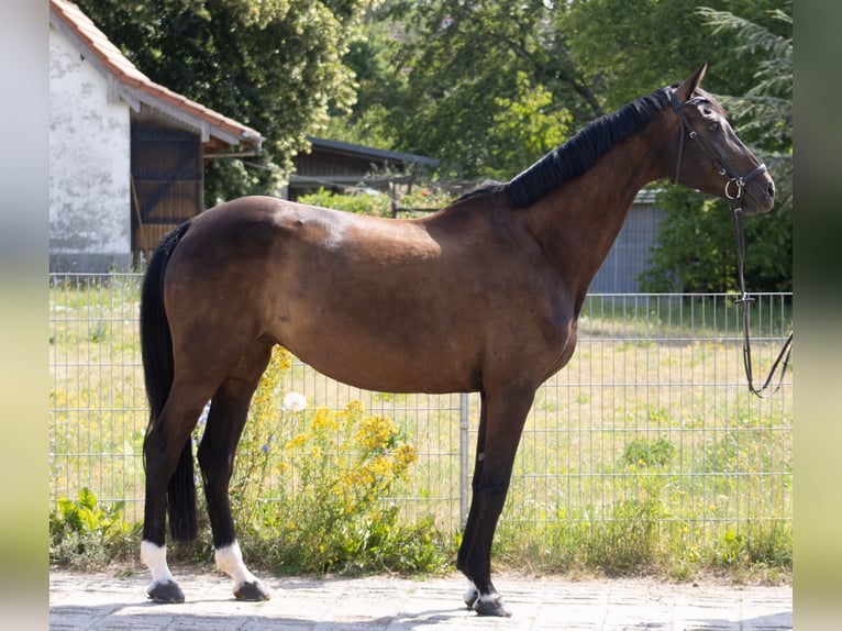 Oldenburger Springpferd Stute 10 Jahre Schwarzbrauner in Salbitz