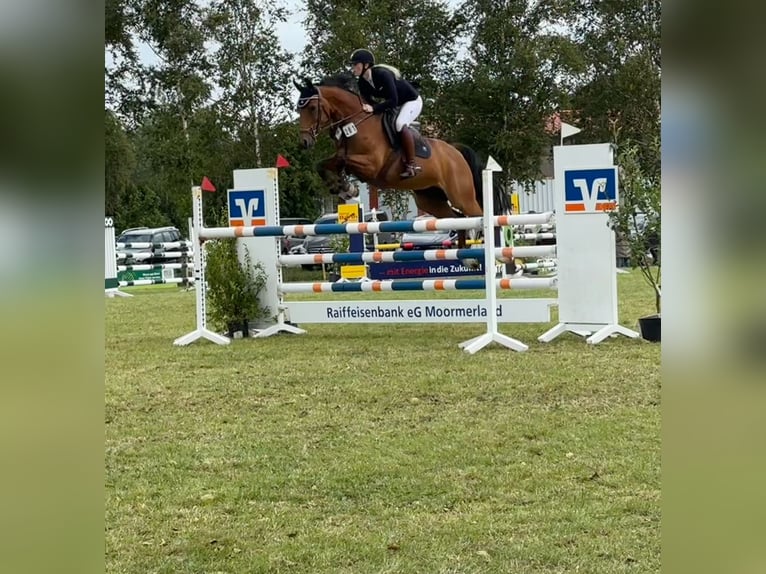 Oldenburger Springpferd Stute 11 Jahre 160 cm Brauner in Werlte