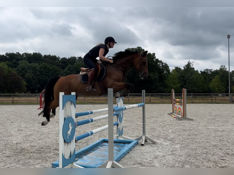 Oldenburger Springpferd Stute 11 Jahre 160 cm Brauner in Werlte