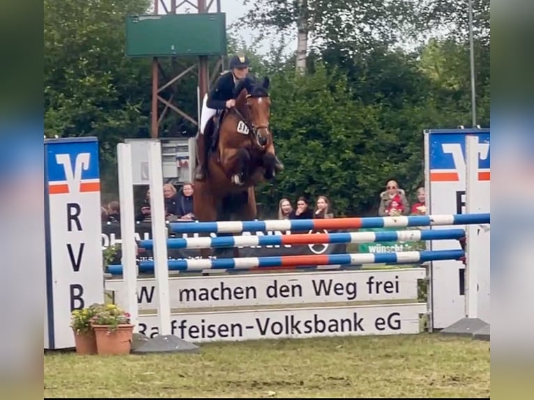 Oldenburger Springpferd Stute 11 Jahre 160 cm Brauner in Werlte