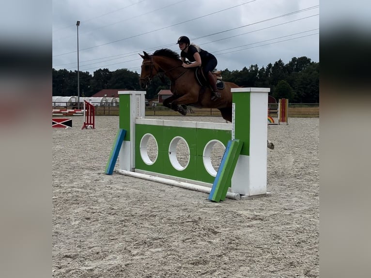 Oldenburger Springpferd Stute 11 Jahre 160 cm Brauner in Werlte