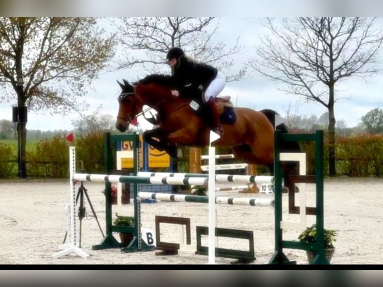 Oldenburger Springpferd Stute 11 Jahre 160 cm Brauner in Werlte