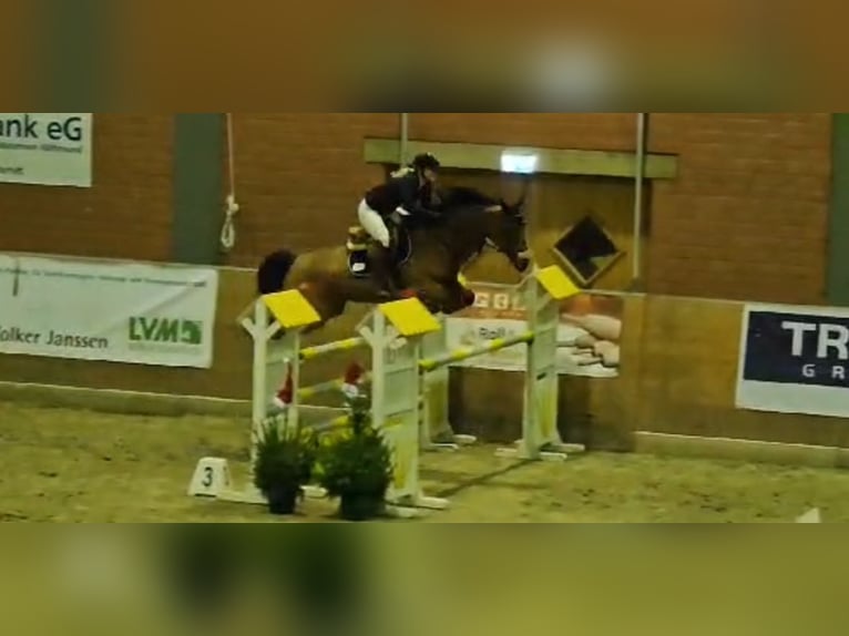 Oldenburger Springpferd Stute 11 Jahre 160 cm Brauner in Werlte