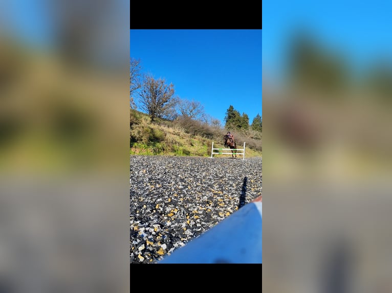Oldenburger Springpferd Stute 11 Jahre 160 cm Dunkelbrauner in Potzbach
