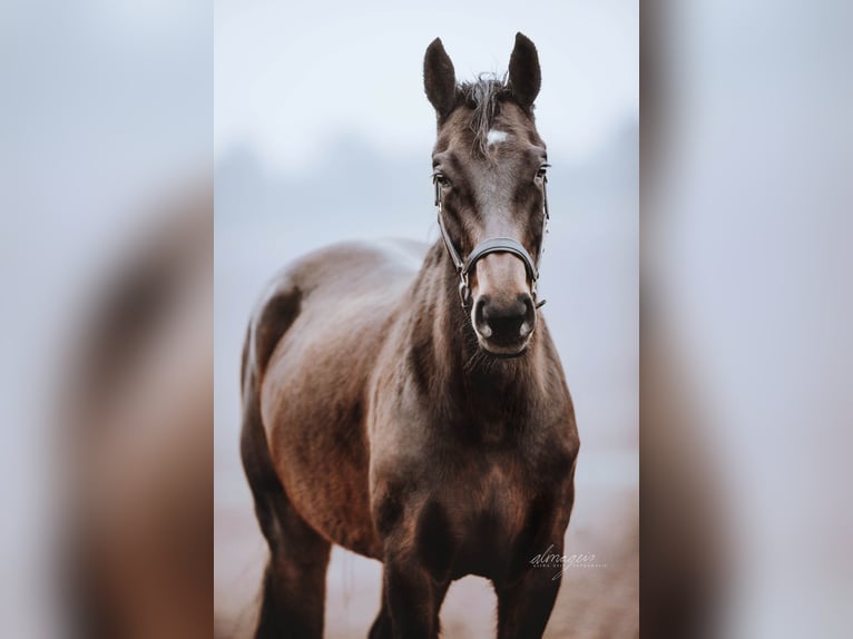 Oldenburger Springpferd Stute 11 Jahre 160 cm Dunkelbrauner in Potzbach