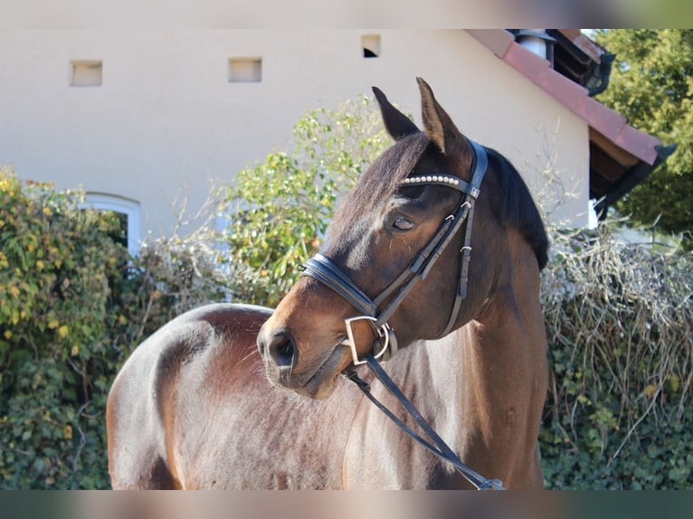 Oldenburger Springpferd Stute 11 Jahre 162 cm Brauner in Sonnefeld