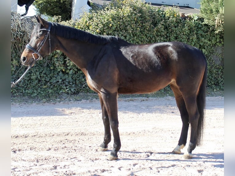 Oldenburger Springpferd Stute 11 Jahre 162 cm Brauner in Sonnefeld