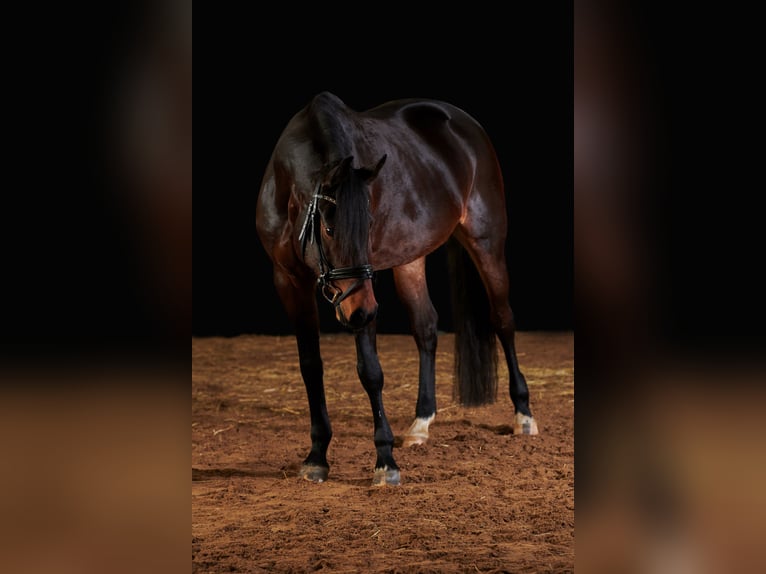 Oldenburger Springpferd Stute 11 Jahre 162 cm Brauner in Sonnefeld