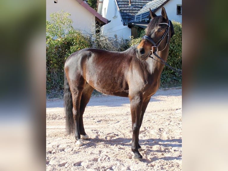 Oldenburger Springpferd Stute 11 Jahre 162 cm Brauner in Sonnefeld