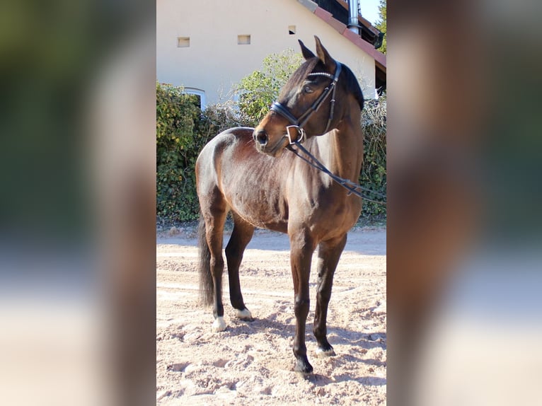 Oldenburger Springpferd Stute 11 Jahre 162 cm Brauner in Sonnefeld