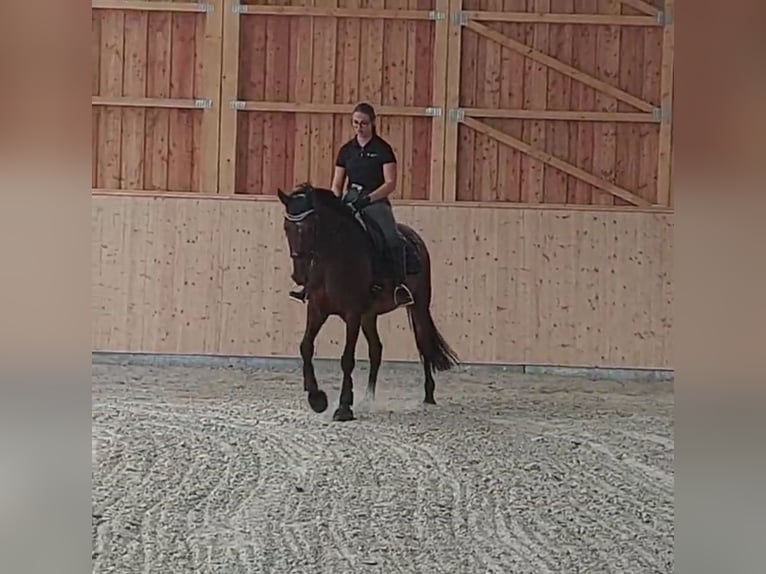 Oldenburger Springpferd Stute 11 Jahre 163 cm Brauner in Mittenwalde