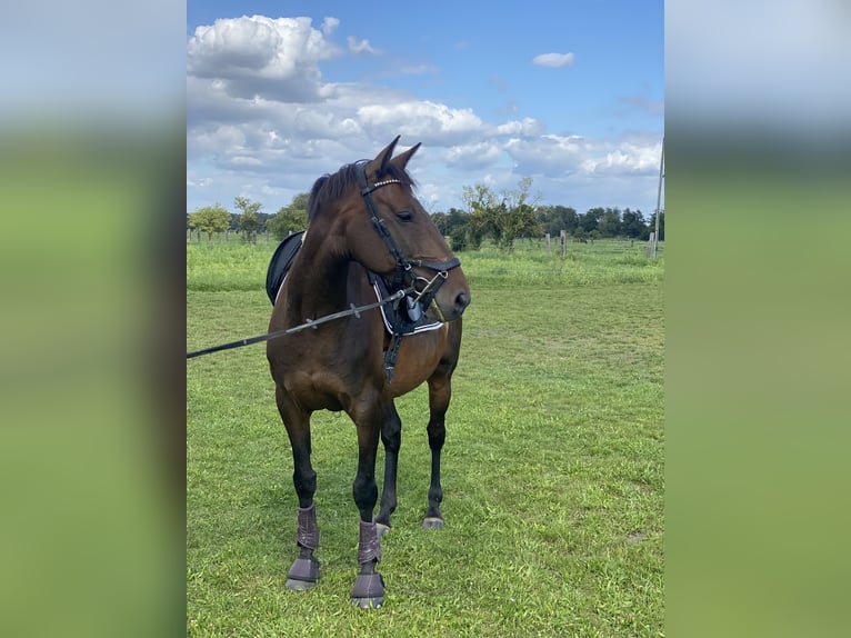 Oldenburger Springpferd Stute 11 Jahre 163 cm Brauner in Mittenwalde