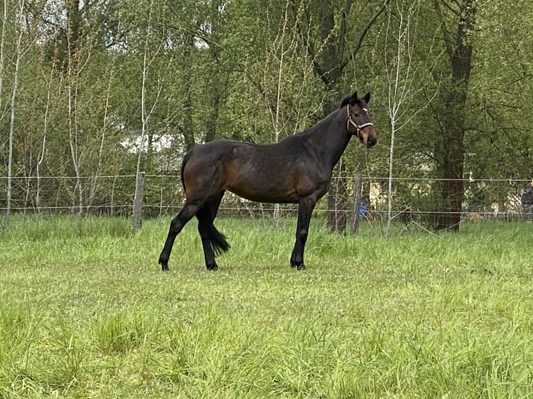 Oldenburger Springpferd Stute 11 Jahre 163 cm Brauner in Mittenwalde