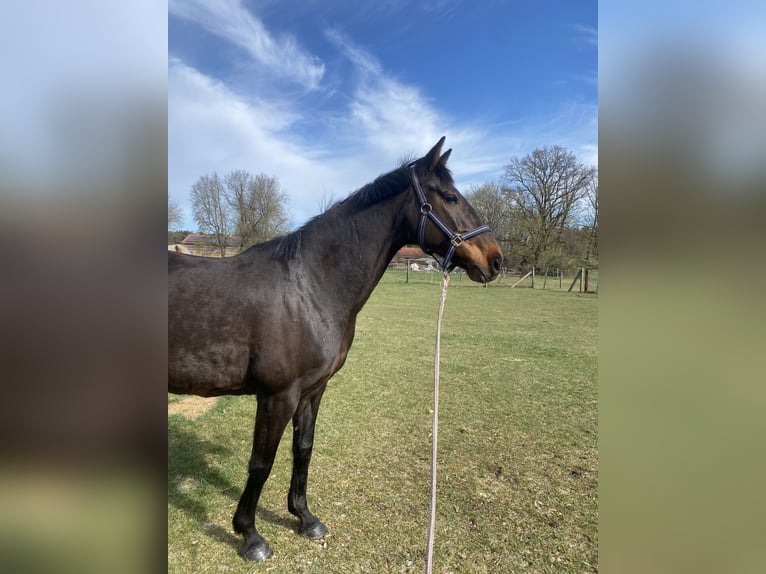 Oldenburger Springpferd Stute 11 Jahre 163 cm Brauner in Mittenwalde