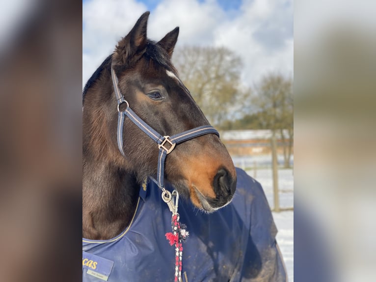 Oldenburger Springpferd Stute 11 Jahre 163 cm Brauner in Mittenwalde