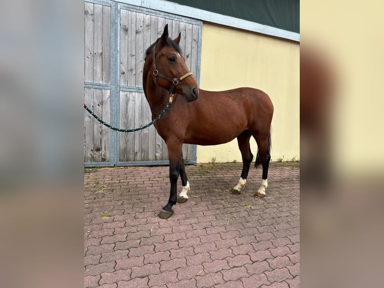 Oldenburger Springpferd Stute 11 Jahre 163 cm Brauner in Walzbachtal
