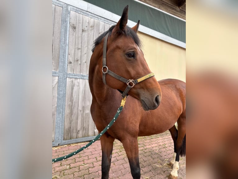 Oldenburger Springpferd Stute 11 Jahre 163 cm Brauner in Walzbachtal